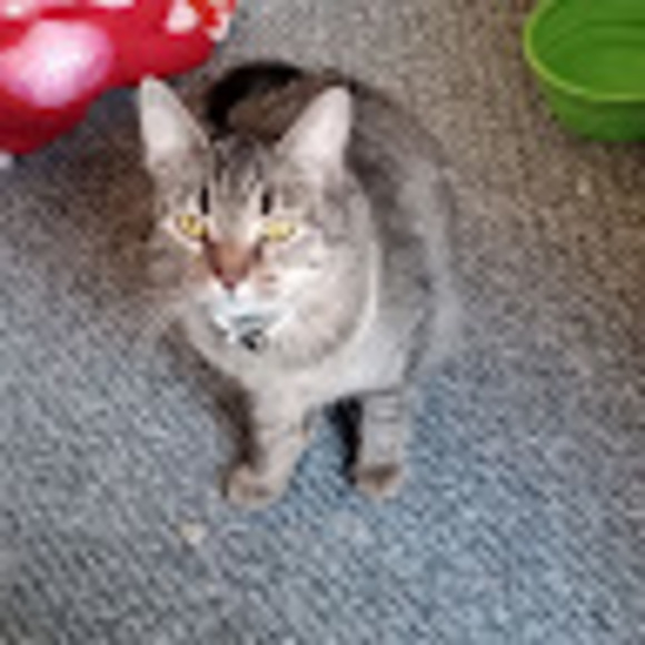 Meet your Posher, Adriana - Picture 1 of 1